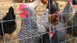 Chickens at Stone Farm
